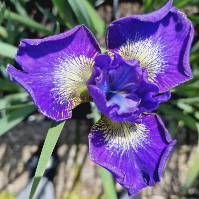 20240524_141618 - 23 - blau - 11cm 6cm.jpg
