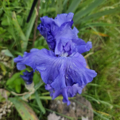 unbekannte mittelblaue 20240524_145953.jpg