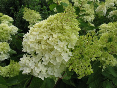 H_pan_GrandilfloraIMG_1122_640x480.JPG