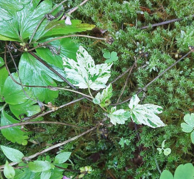 Bergahorn panaschiert 2024a.jpg