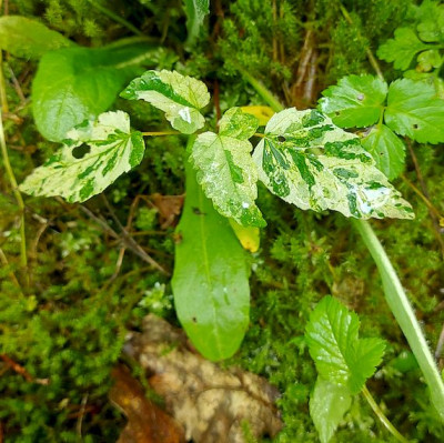 acer pannaschiert 24.jpg