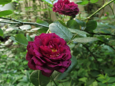 zigeunerknabe001.img.JPG