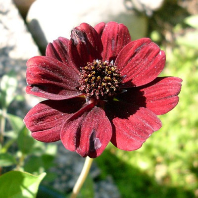 cosmos_atrosanguineus_2008-06-05.jpg