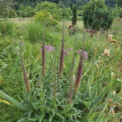 Digitalis Parviflora Blick auf Eiben 20240524_140445.jpg