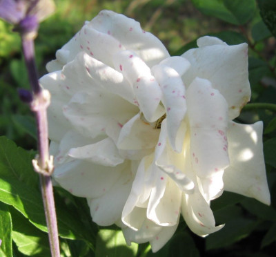IMG_0164b.jpg
