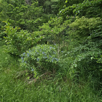 Dschungel mit Amsonia tabernaemontana 20240524_140525.jpg
