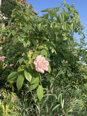 IMG_3975.jpeg