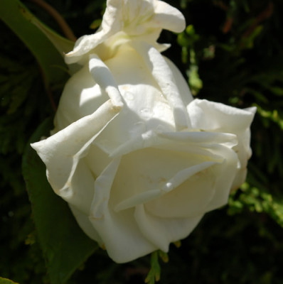 Mrs_Herbert_Stevens_Clg_0010__S4_25025.jpg