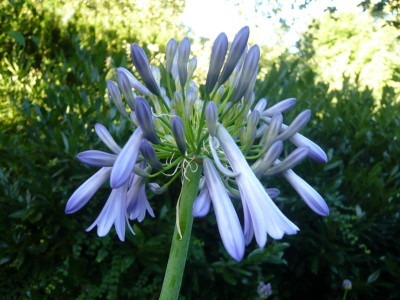 A.-Sky-Rocket.jpg