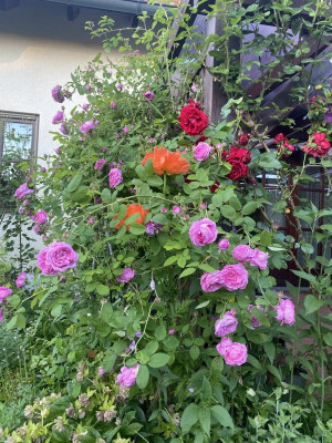 IMG_6198.jpeg