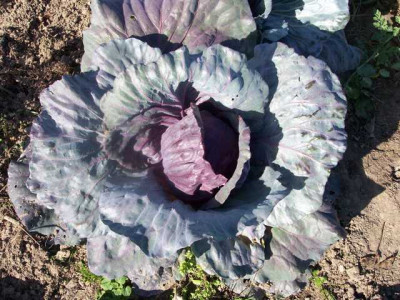 K640_100_5677.JPG