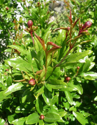 Punica-Blüten.jpg