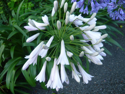 A.-Rosemary-1.jpg