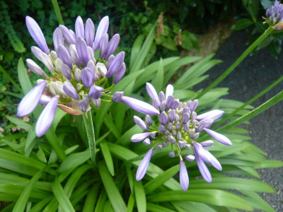 A.-Septemberhemel-1X-.jpg