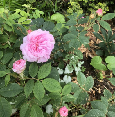 IMG_3997.jpeg