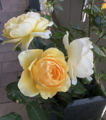 IMG_4007.jpeg
