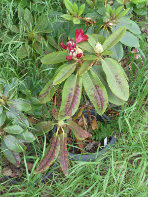 2024-05-22 Rhododendron 'Dotella' 2.jpg