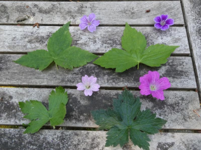 Geranium nodosum.JPG