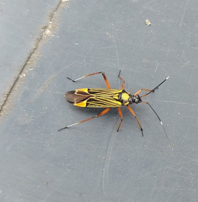  Miris striatus 24.jpg