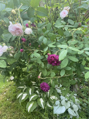 IMG_6238.jpeg