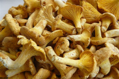 Eierschwaemme.14.08.2008.70.JPG