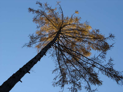larch.jpg
