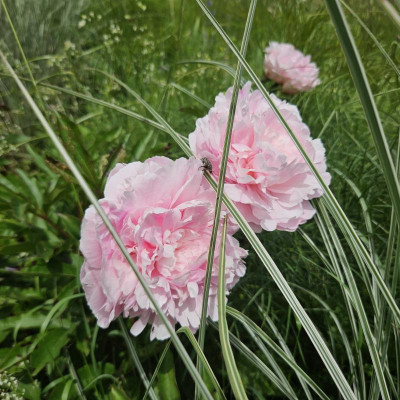 Paeonia Sarah Bernhardt 20240526_135244.jpg