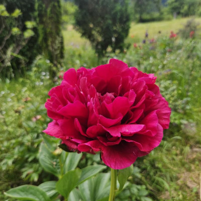 Paeonia Old Faithful 20240526_135522.jpg