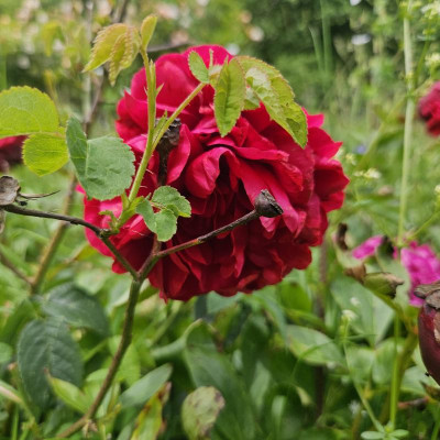 Paeonia Edgar Jessup 20240526_135553.jpg