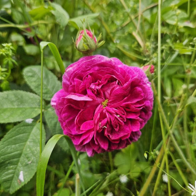 Rosa Charles de Mills 20240526_135604.jpg