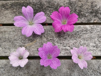 Geranium x oxonianum.JPG