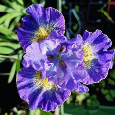 20240526_182546 - 17D3A6 x 20L7B2 - 27 - blau - 12cm 6cm.jpg