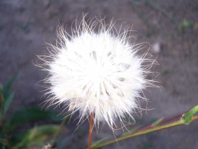 K640_100_5684.JPG