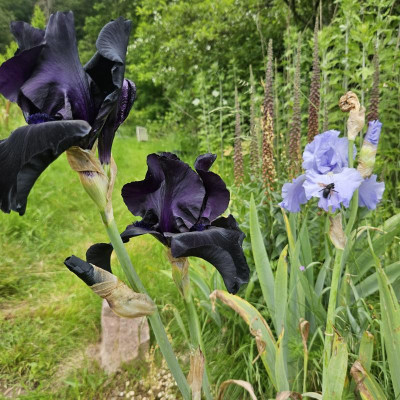 Black Suited Caribbean Dreams Schwarze Holzbiene 20240526_135758.jpg