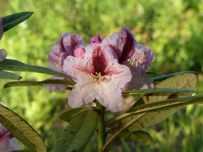 2024-05-26 Rhododendron 'Holi' 2.jpg