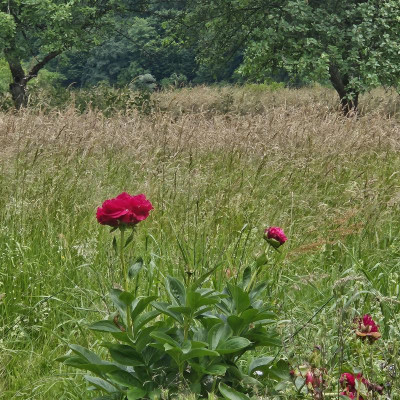Paeonia Old Faithful Wiese 20240526_140317.jpg
