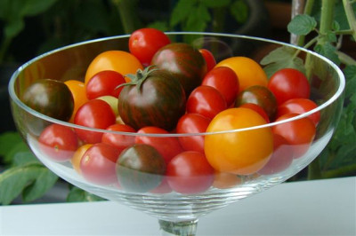 Tomaten.13.08.2008.70.JPG