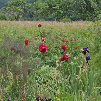 rote Päonien Wiese 20240526_140409.jpg