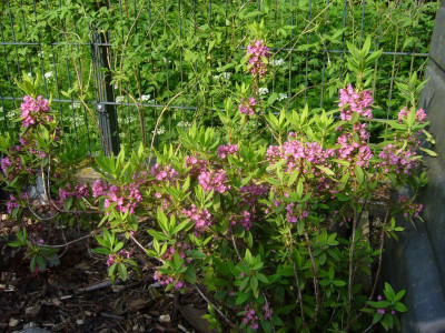 Kalmia angustifolia rubra 2.JPG
