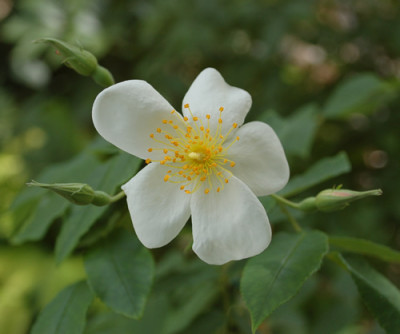 Rosa_moschata_0010__M_35559.jpg