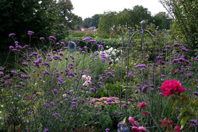 Verbena_bonariensis1107a.jpg