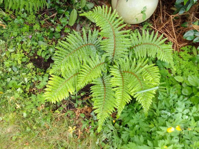 Polystichum.jpg