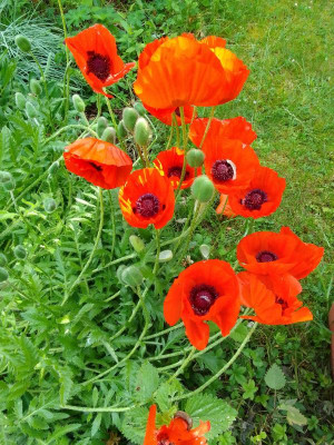 Mohnblumen.jpg