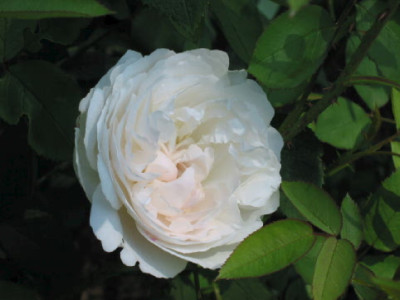 Unbekannte_weisse_Rose_A_08.jpg