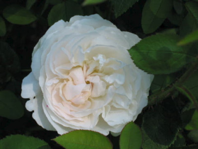 Unbekannte_weisse_Rose_B_08.jpg