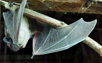 20240527_131035 Zweifarbfledermaus.jpg