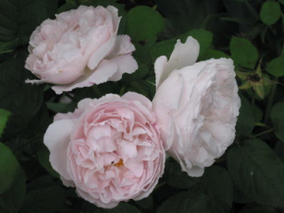 Unbekannte_weisse_Rose_C_08.jpg