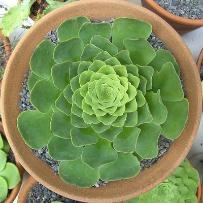 Greenovia_diplocycla_fars_2008.jpg