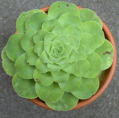 Greenovia_unbekannt_fars_2008.jpg