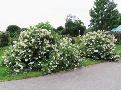 volksgartenschneewitt7.JPG